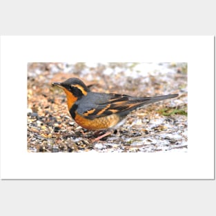 Handsome Male Varied Thrush Songbird Amid Snow and Seed Posters and Art